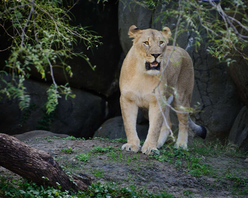 Female lion at Houston Zoo