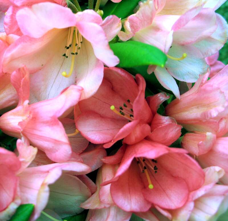 Rhody Bells