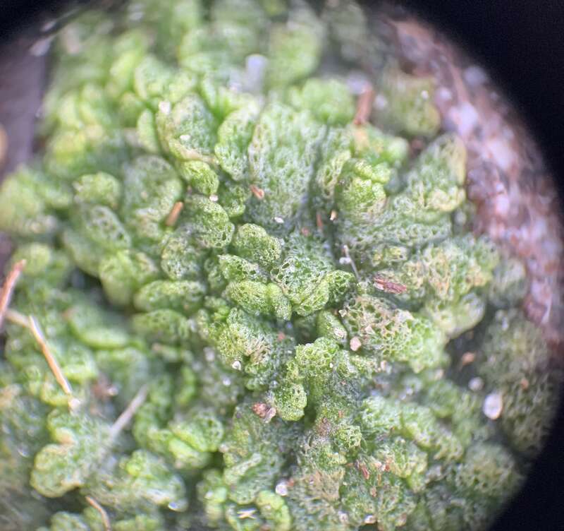 Cavernous Crystalwort (Riccia cavernosa)