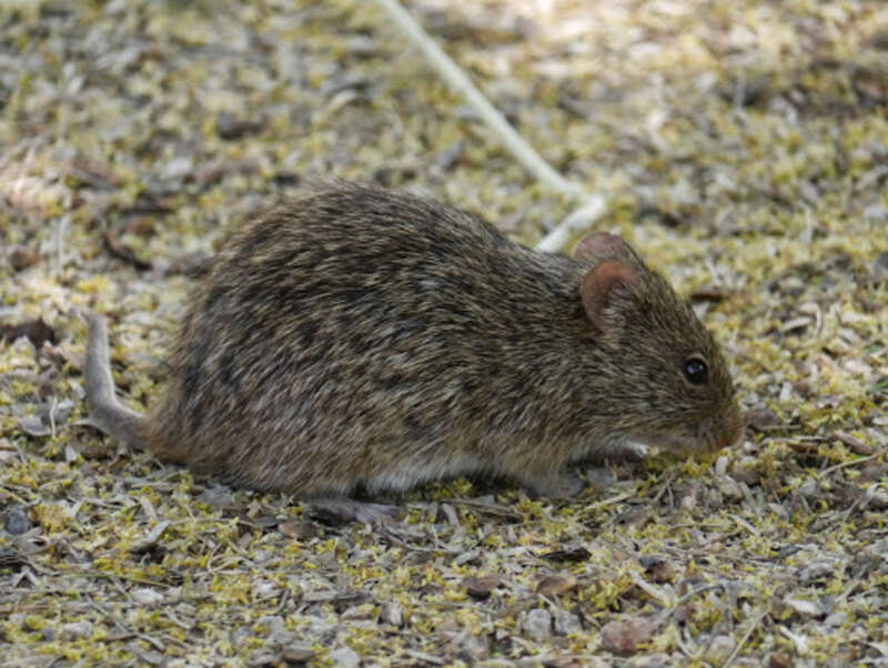 Arizona Cotton Rat (Sigmodon arizonae)