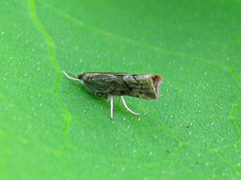 Small Moth