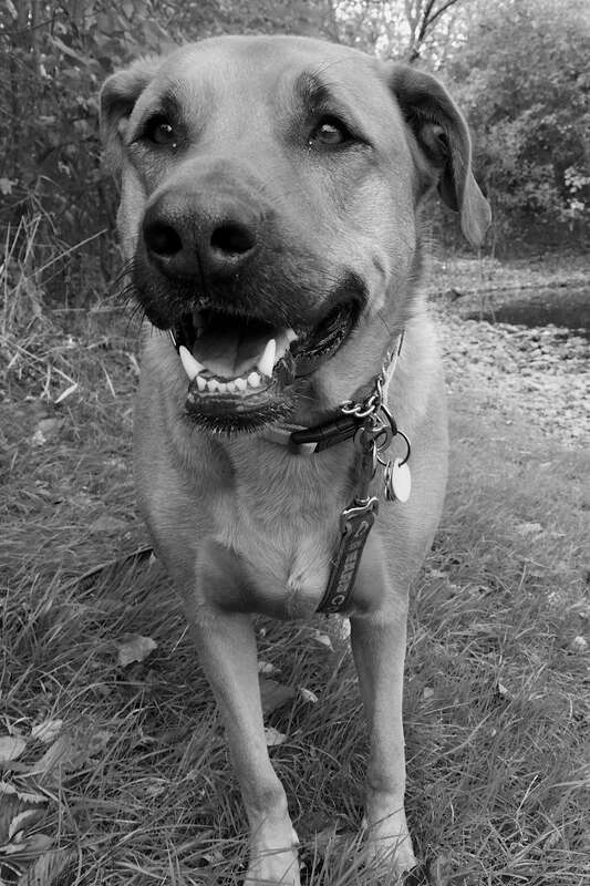 This is an original photograph taken of my dog, Stanli Hazel, while out on a walk. She is a Rhodesian Ridgeback/Labrador Retriever Mix.