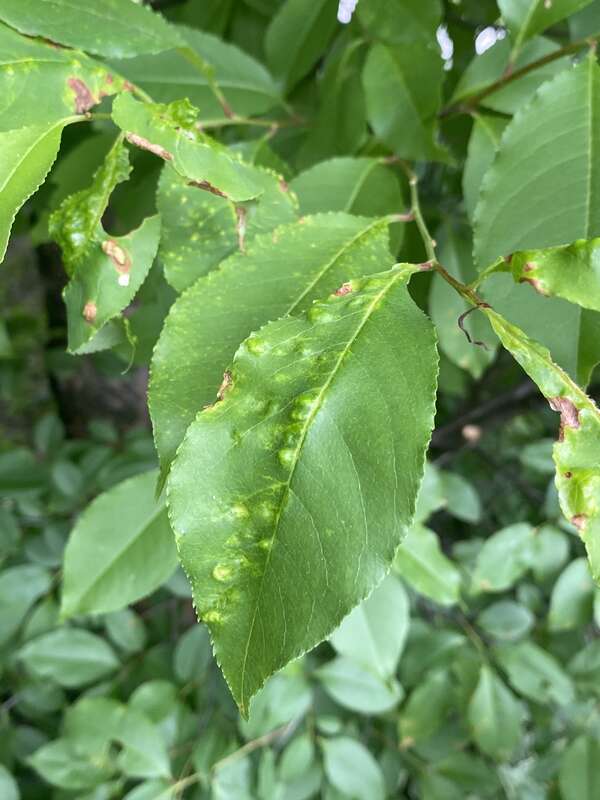 Taphrina farlowii