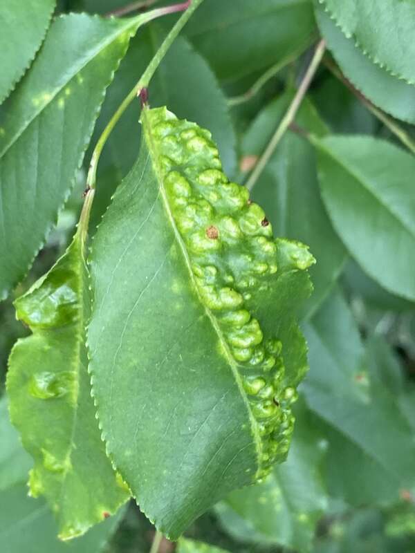 Taphrina farlowii