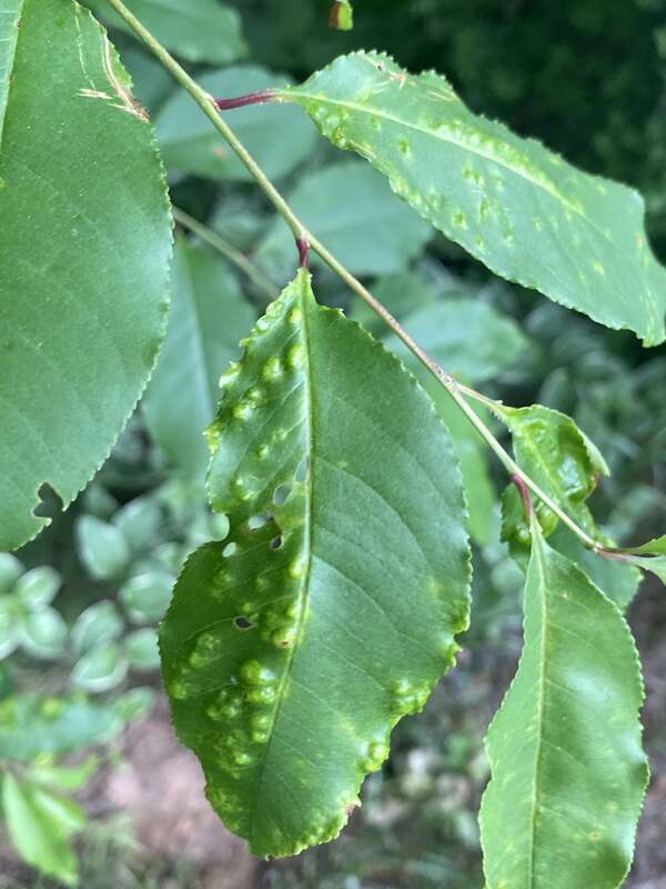 Taphrina farlowii