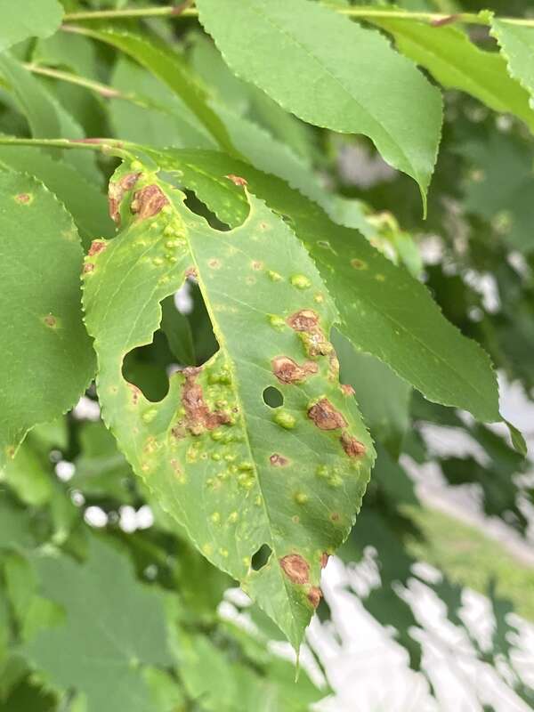 Taphrina farlowii