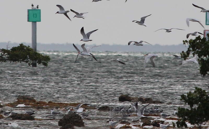 Royal Terns (center) and Laughing Gulls