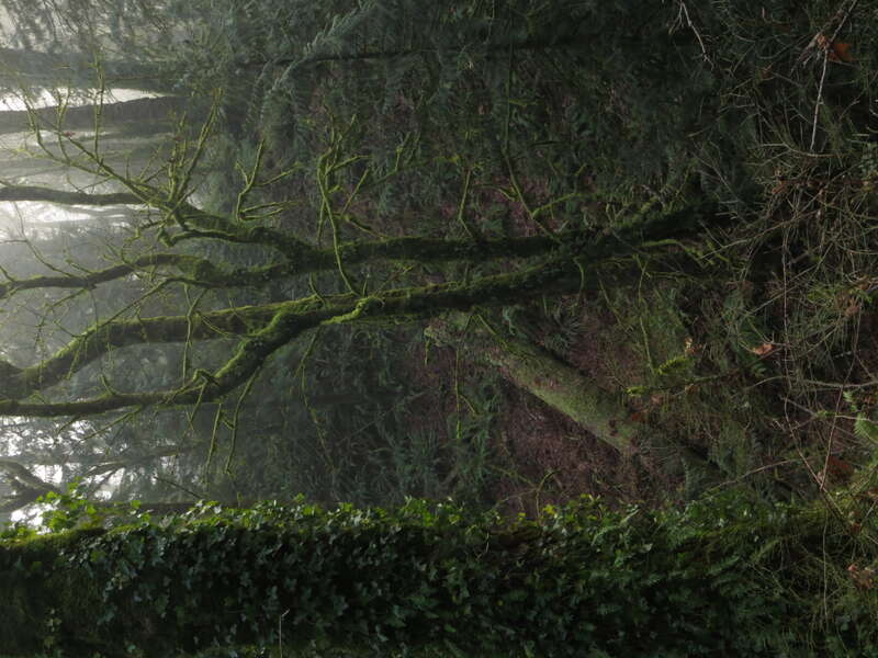 Priest Point Park, Olympia, Washington.
Hiking trail view.