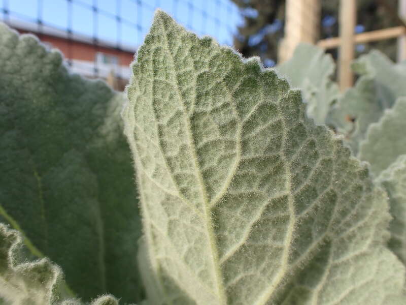 Common mullein growing along the sidewalk at the eastern edge of the campus of Montana State University, Bozeman, Gallatin County, Montana. Large leaves with crenate margins and densely stellate hairy, with venation more prominent below that above,
