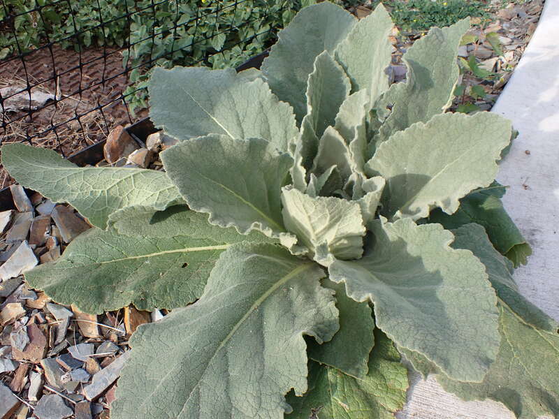 Common mullein growing along the sidewalk at the eastern edge of the campus of Montana State University, Bozeman, Gallatin County, Montana. Large leaves with crenate margins and densely stellate hairy, with venation more prominent below that above,