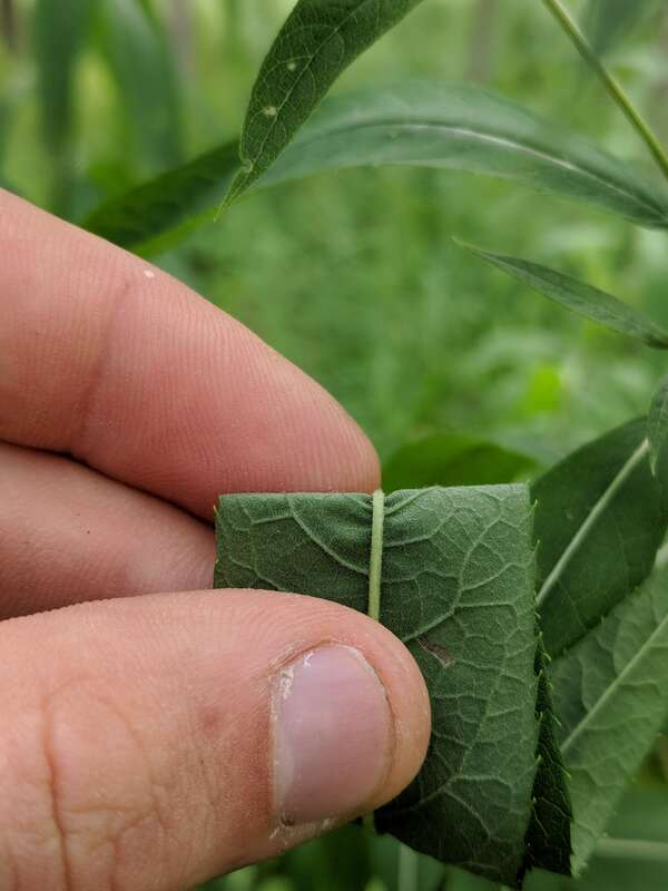 Missouri Ironweed (Vernonia missurica)