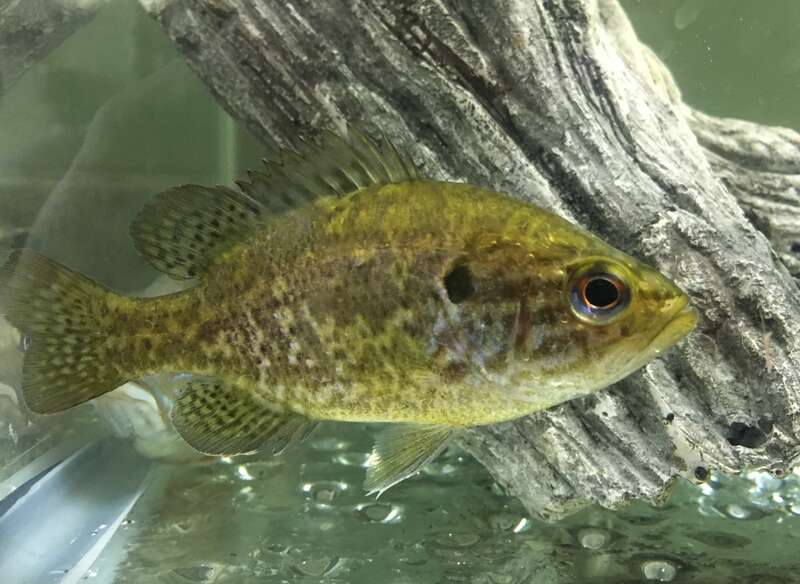 a juvenile specimen of Lepomis gulosus from Kickapoo State Park, east-central Illinois