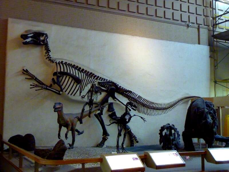 Dinosaurs at the Yale Peabody Museum of Natural History in New Haven, Connecticut (CT), United States (USA). #newhaven #connecticut #usa #dinosaurs