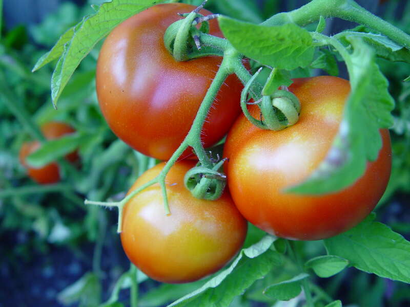 Tomatoes