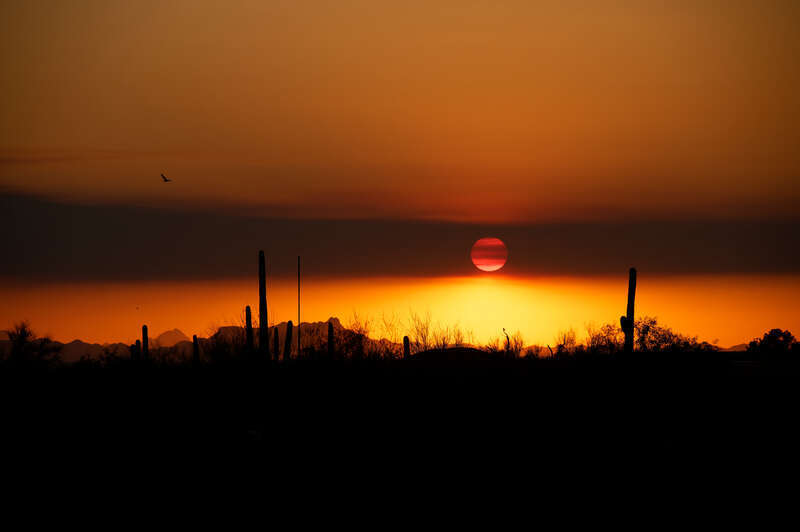 Saguaro cactus and other flora and fauna at sunset, Saguaro National Park, east of Tucson, AZ, USA