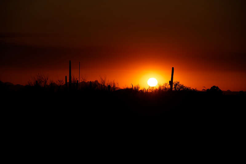 Saguaro cactus and other flora at sunset, Saguaro National Park, east of Tucson, AZ, USA