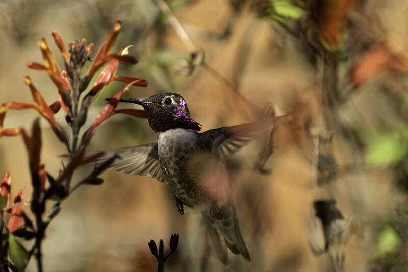 Costa's Hummingbird feeding on a flower at the Arizona-Sonora Desert Museum in Tucson, Arizona