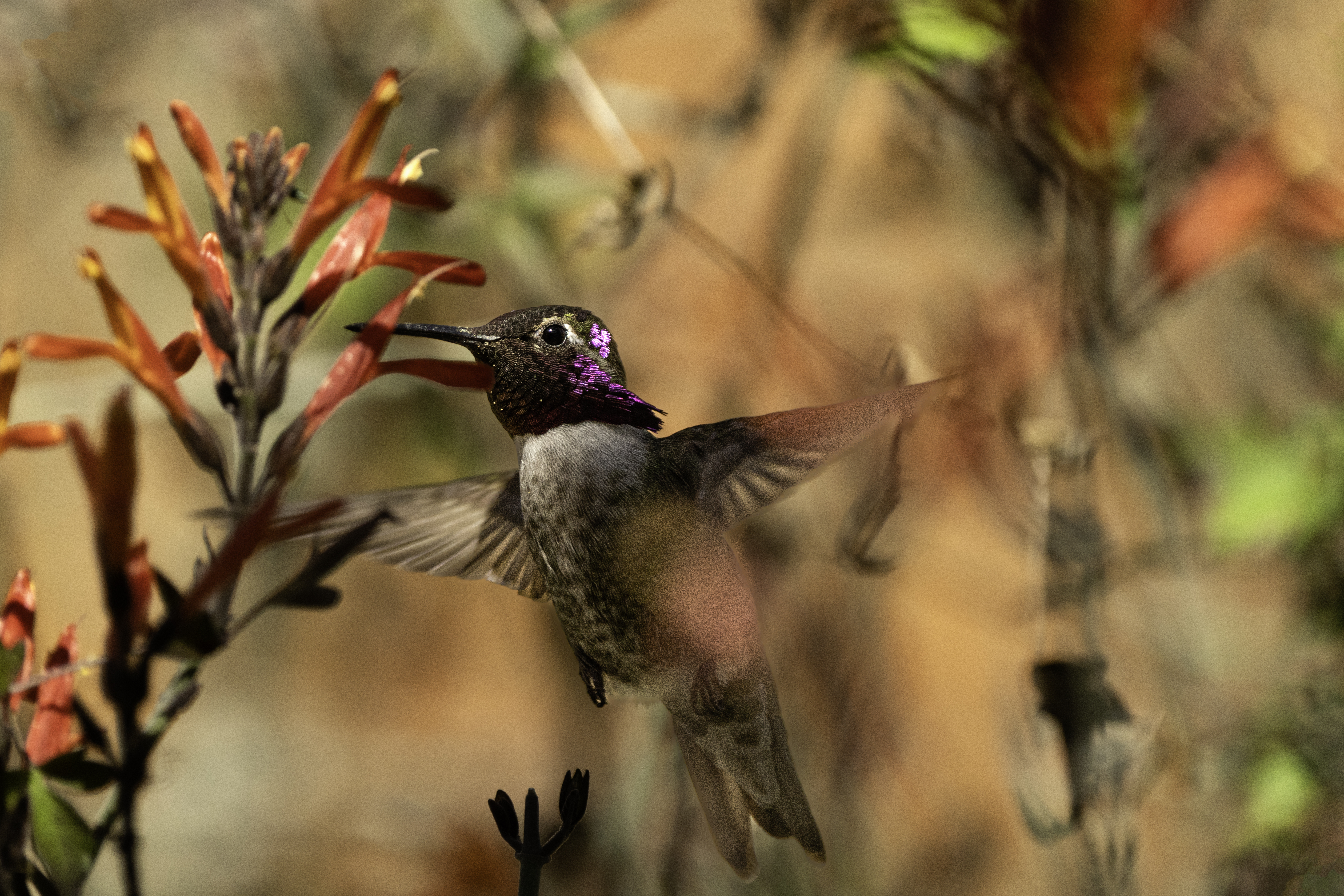 Costa's Hummingbird feeding on a flower at the Arizona-Sonora Desert Museum in Tucson, Arizona
