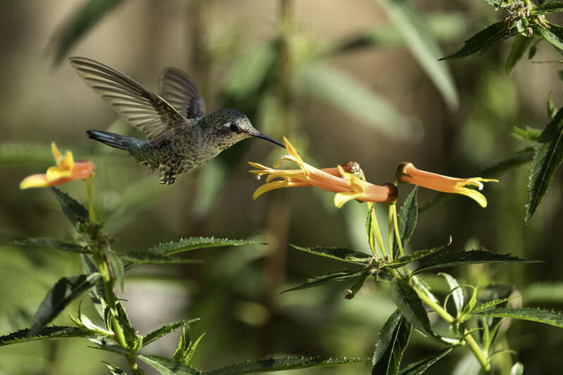 Hummingbird feeding on a flower at Arizona-Sonora Desert Museum in Tucson, Minnesota