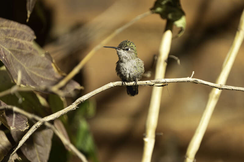 Hummingbird at the Arizona-Sonora Desert Museum in Tucson, Arizona