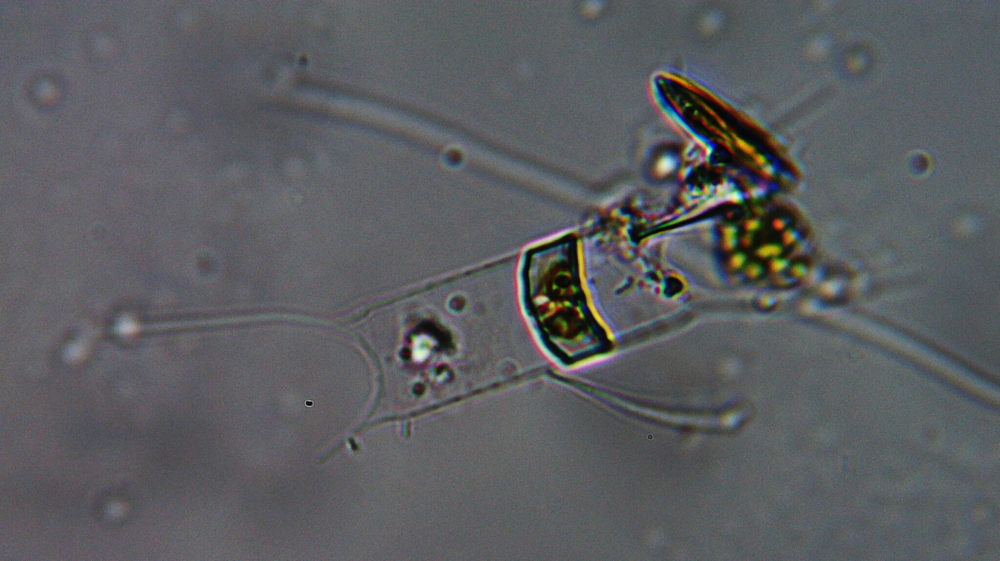 Acanthoceras zachariasii in the United States