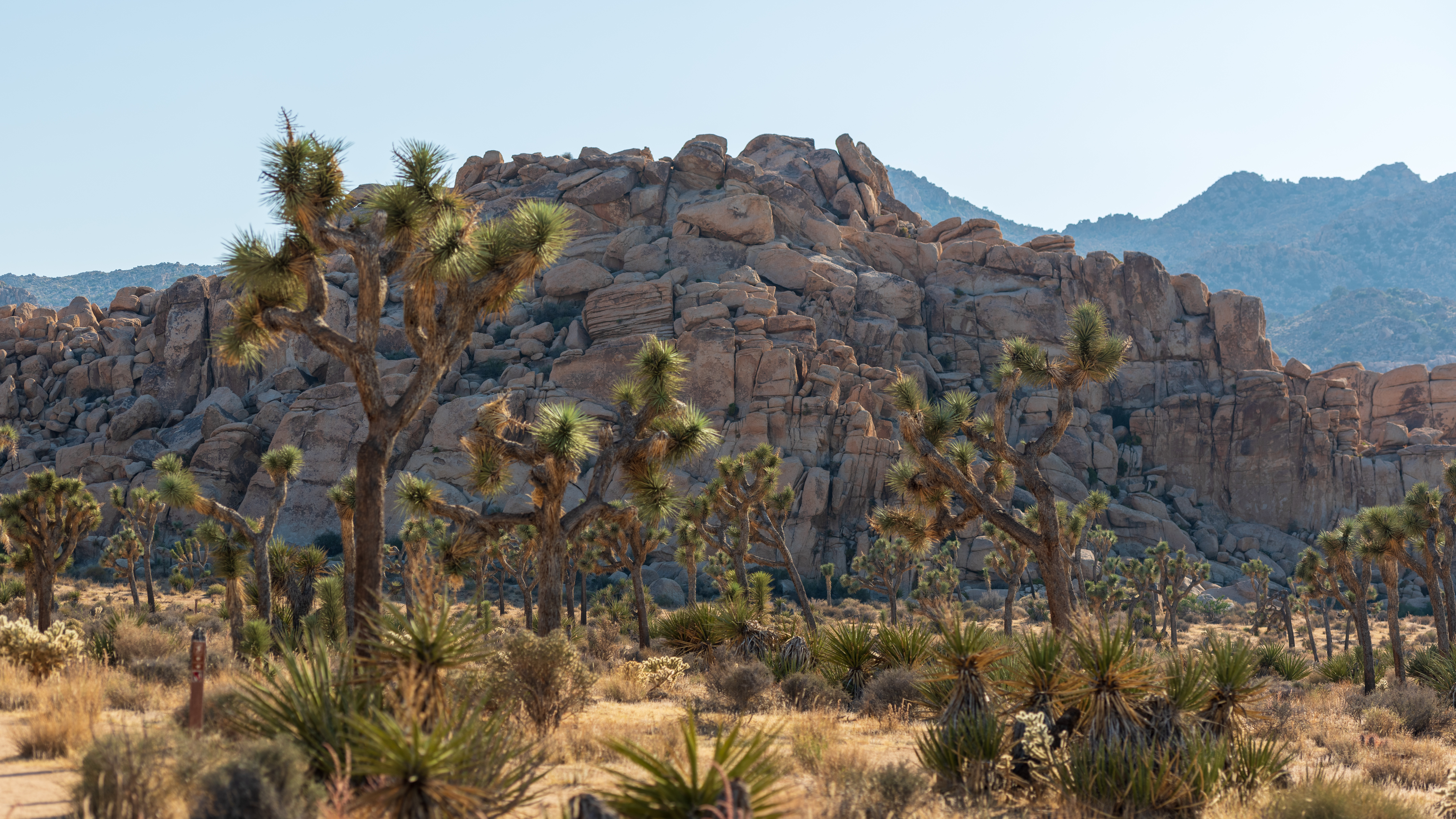 Joshua Tree NP