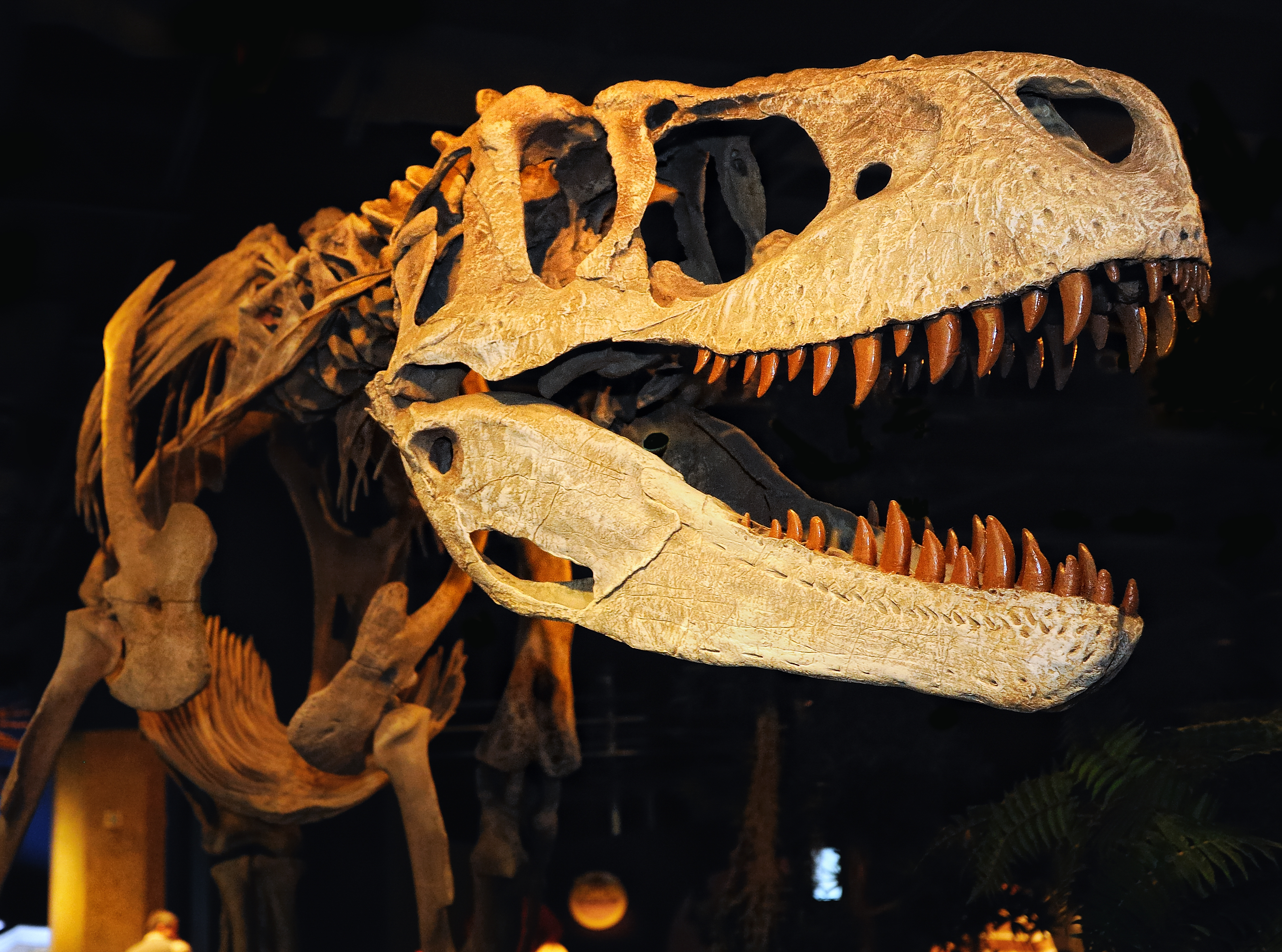 Appalachiosaurus
Pronounced: APA-lay-CHEE-o-SAW-rus
Meaning: ?Appalachian Lizard?
Common name: Alabama tyrannosaur
Age: Late Cretaceous Period
Size: 22 feet long
Diet: Carnivore
www.mcwane.org/exhibits/alabama_dinosaurs

Taken during field trip to