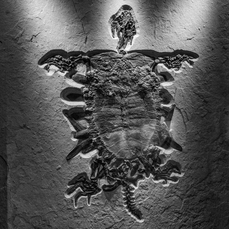 USA - Texas - Houston Museum of Natural Science
