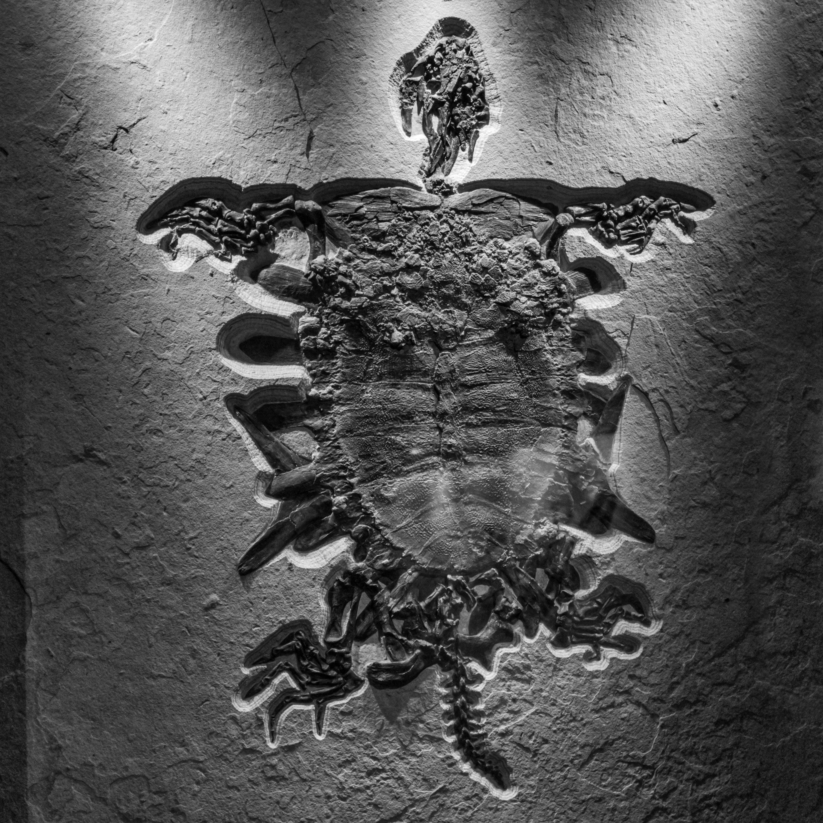 USA - Texas - Houston Museum of Natural Science