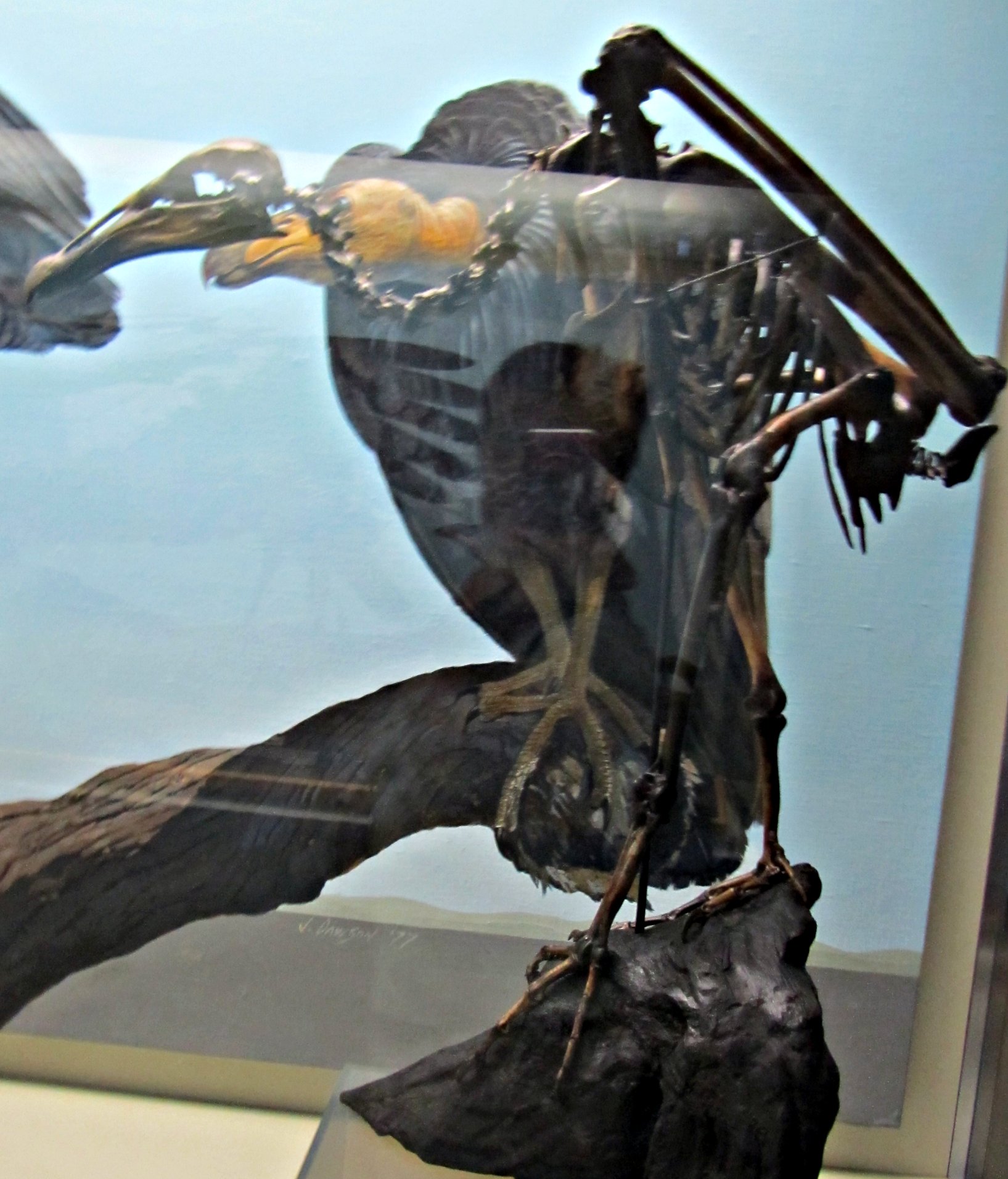 The extinct Breagyps clarki ("Brea Condor") was almost as large as the living California Condor, although it had a longer and more slender beak.