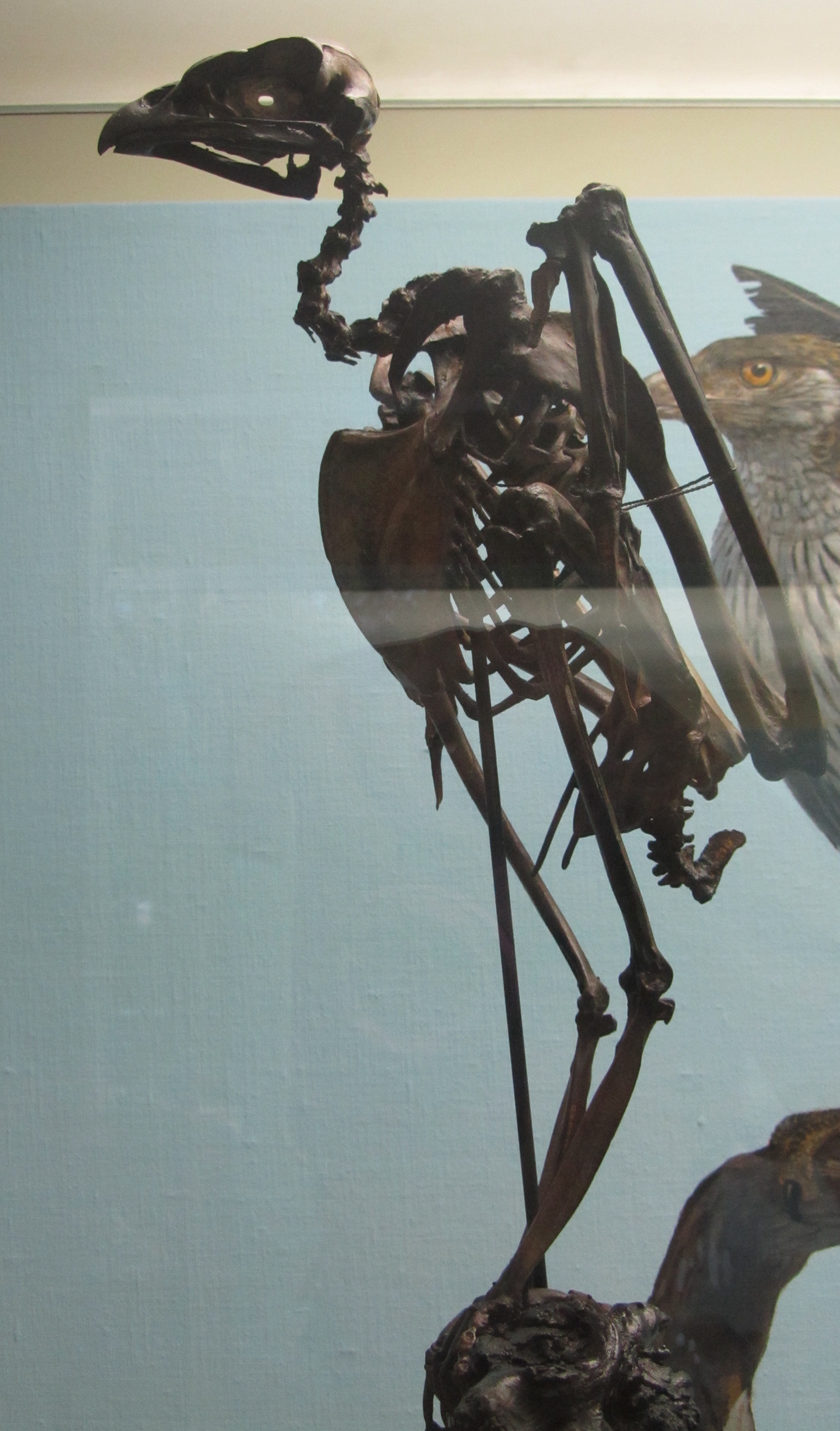 Buteogallus fragilis fossil specimen, La Brea tar pits