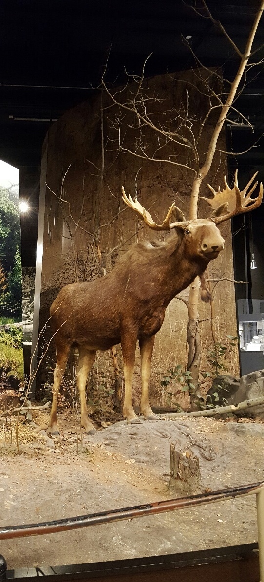 The Capital District Tourism Gnome meets a moose at the New York State Museum