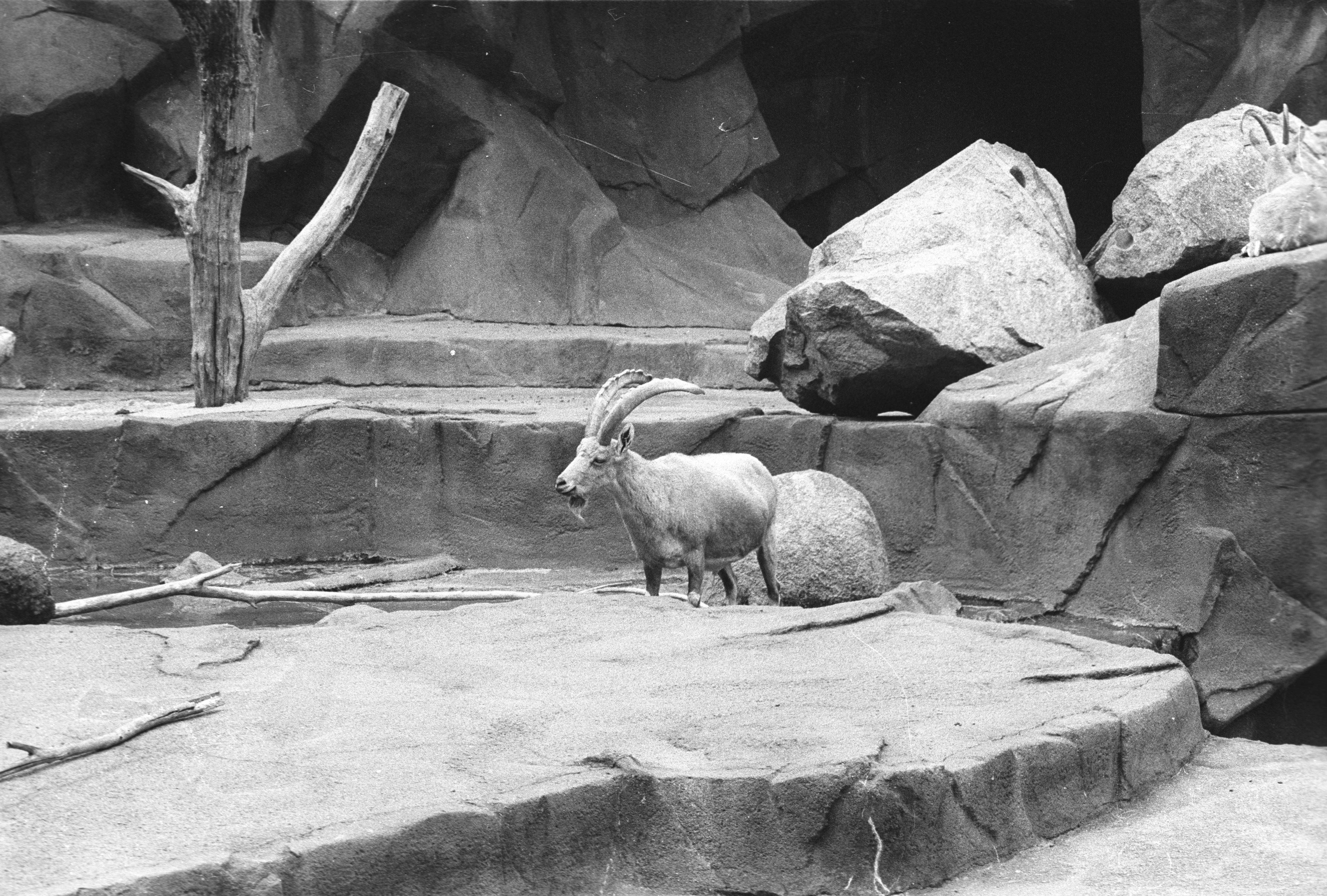zoo000022