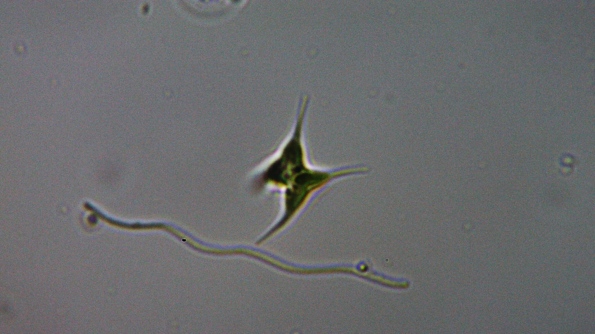 Chlorotetraedron incus in the United States