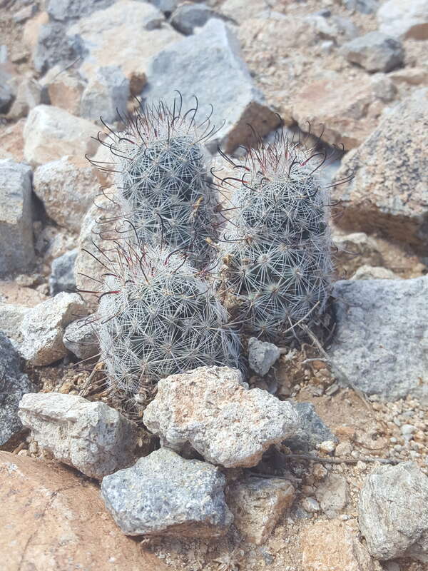 Graham's nipple cactus (Cochemiea grahamii) in the United States