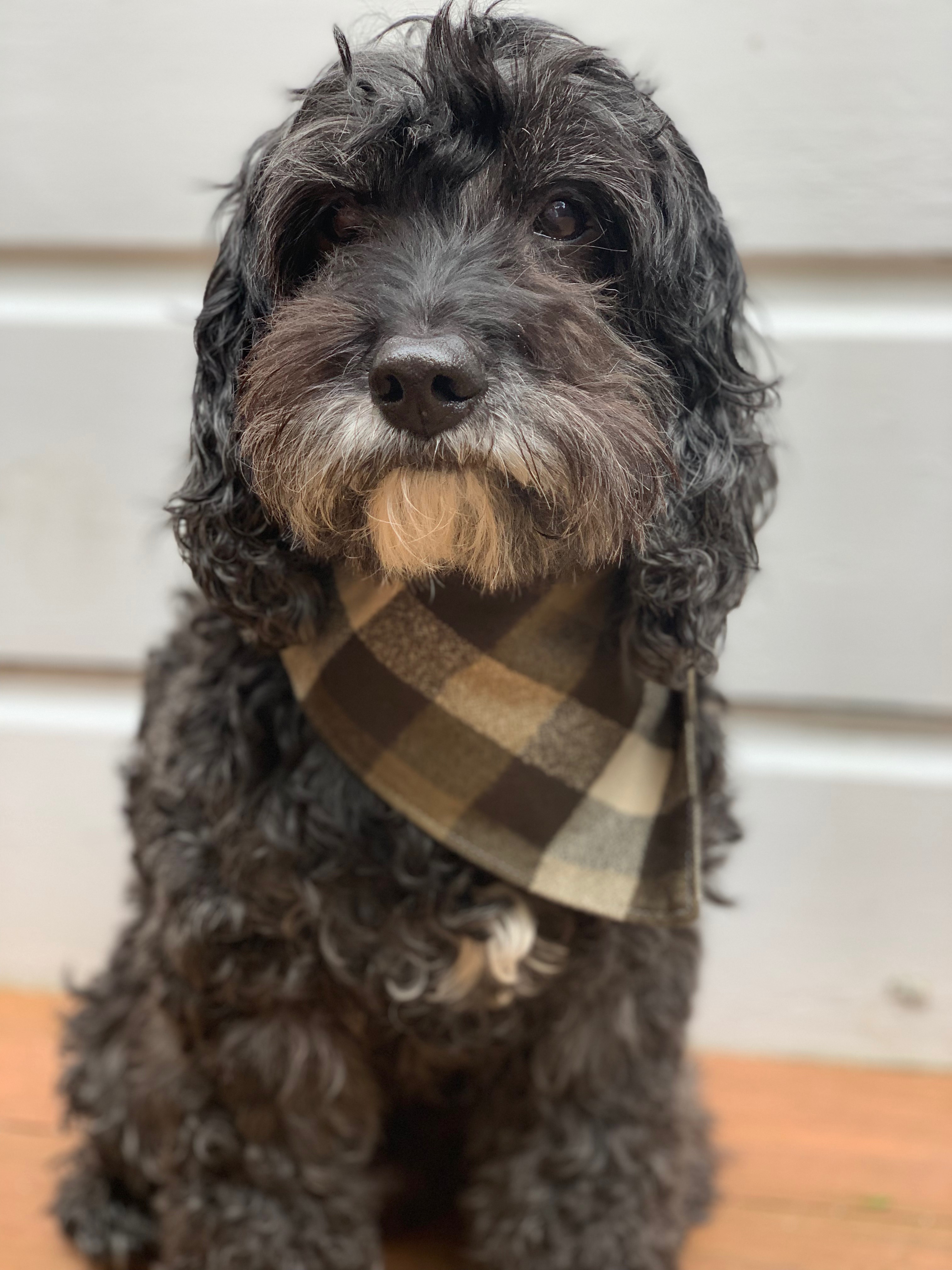 cockapoo, 15 years old, 20 lbs