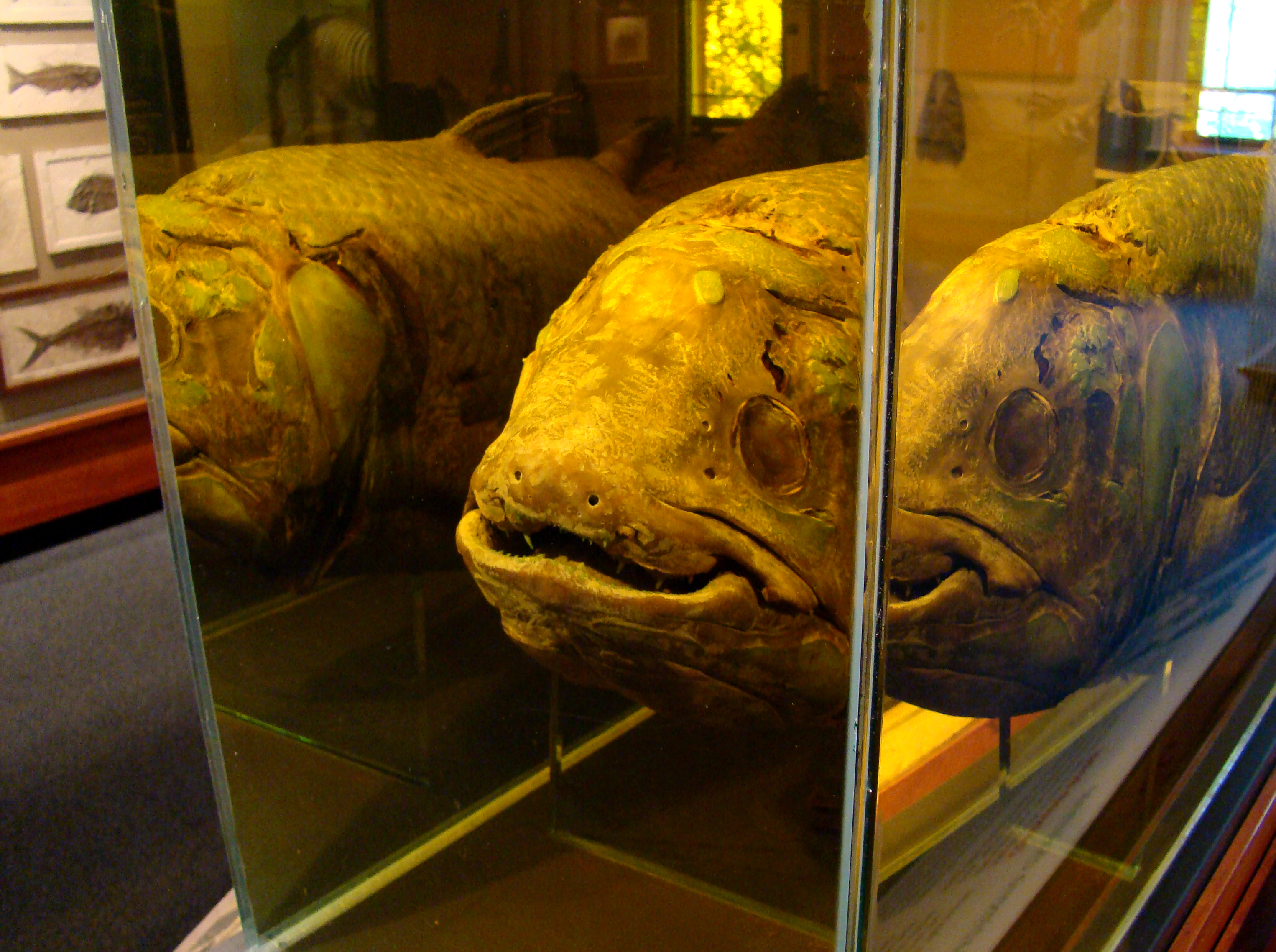 Harvard Museum of Natural History. Harvard University, Cambridge, Ma

thanks, for the link, <a href="http://bostonist.com/2008/05/21/bite_size_news_187.php">Bostonist</a>!