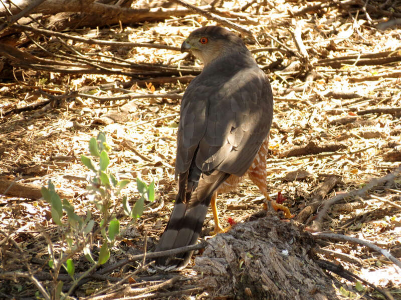 Accipiter cooperii with prey, hiding in the bushes from me &amp; a couple of inquisitive roadrunners.  Sabino Canyon, Santa Catalina Mountains, Tucson, Arizona, USA.
