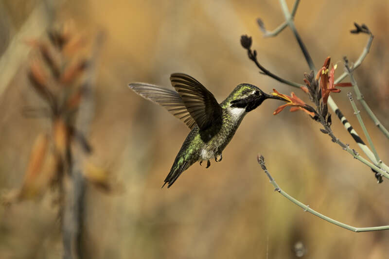 Costa's Hummingbird feeding on a flower at Arizona-Sonora Desert Museum in Tucson, Minnesota