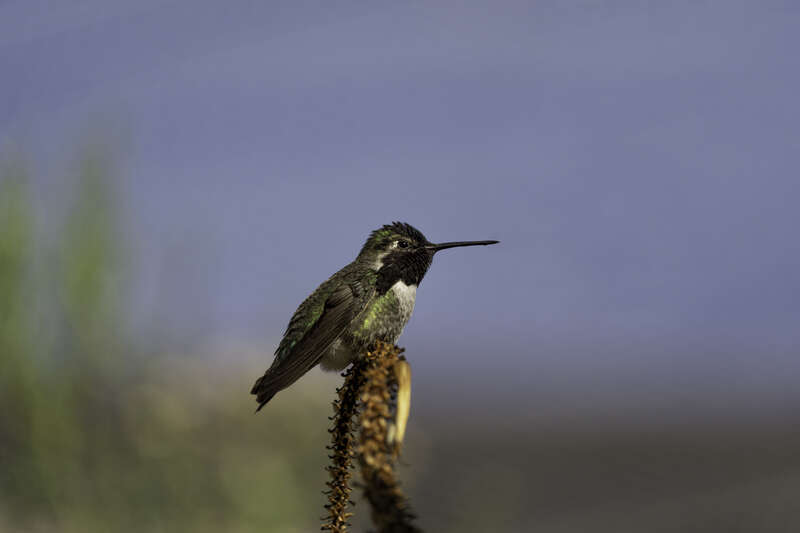 Costa's Hummingbird at the Arizona-Sonora Desert Museum in Tucson, Arizona