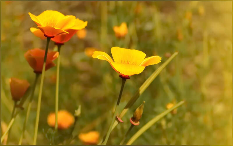 
500px provided description: California poppies [#yellow ,#poppy ,#flowers ,#nature ,#golden ,#orange ,#california ,#sunny ,#native ,#Eschscholzia californica]
