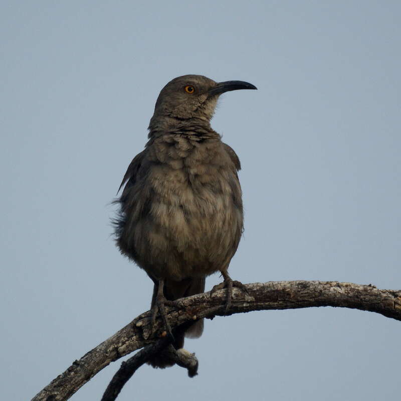 Tucson, Arizona
