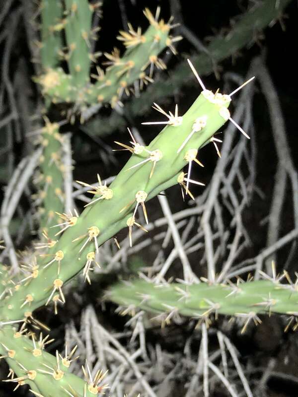 Cylindropuntia × neoarbuscula. Hybrid species of plant.