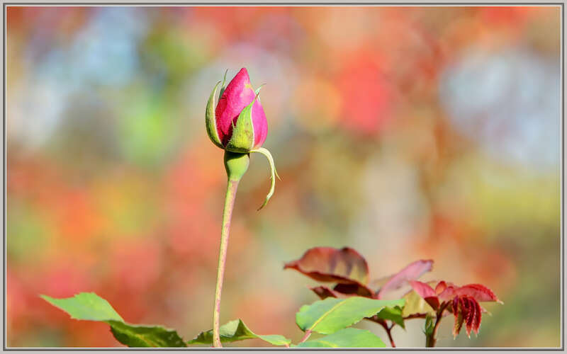 
500px provided description: With a nice rose bokeh [#autumn ,#flowers ,#color ,#flower ,#bokeh ,#close-up ,#closeup ,#fall ,#rose ,#close up]