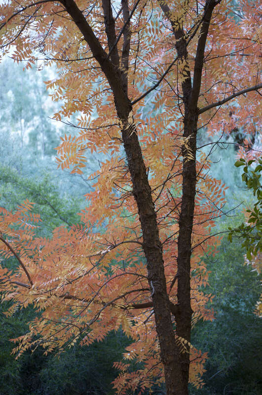 Fall Colors in the Late Afternoon