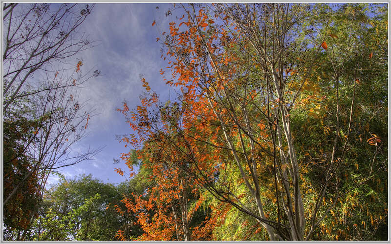 
500px provided description: Feels like Fall, looks like Fall, but it will be Winter tomorrow. [#autumn ,#yellow ,#trees ,#leaves ,#sky ,#red ,#color ,#clouds ,#tree ,#fall ,#orange ,#fall color]
