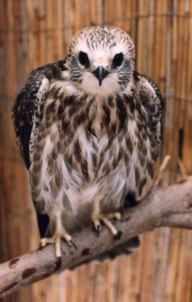 A fledgling Missippi Kite in a raptor rehabilitation pen at the Riverbank's Zoo in Columbia South Carlina in the summer of 1980. Birds like these had to be reared and fledged by bird keepers when their nest trees were cut down.