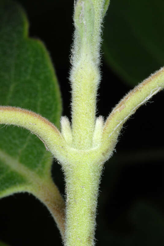 Garrya lindheimeri