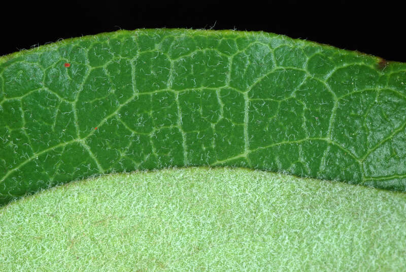 Leaf margins, surfaces.
