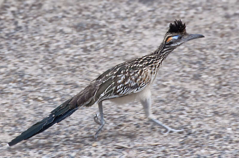 Greater Roadrunner Geococcyx californianus at the Rio Grande Nature Center in Albuquerque, NM, USA.